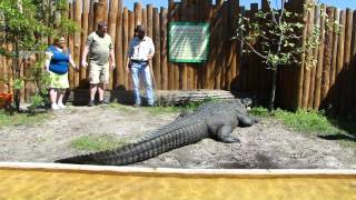 Feeding Chester the Alligator at Gatorland [upl. by Aiekat715]