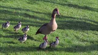 Egyptian Goose leading her chicks to water [upl. by Silvan]