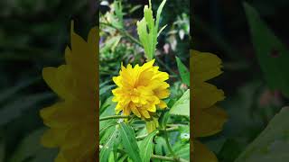 Kerria japonica🇯🇵 kerria japonica japanische flowers flower yellow green [upl. by Hoehne]