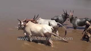 Cow Festival in Bangalore  bovine worship in south India [upl. by Asenev]