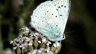 Polyommatus daphnis Modrásek hnědoskvrnný [upl. by Ado958]