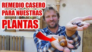 COMO HACER INSECTICIDA CON HUESO DE AGUACATE O BELLOTAS [upl. by Aner]