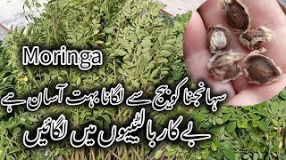 How to grow moringa in pot from seeds مورنگا گملوں میں کیسے لگائیں [upl. by Nnayrrehs]