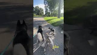 Midday afternoon puppy walks with their big dog grandpa and uncle wolves wolfpack [upl. by Atalee]