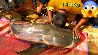 1495 Kg Weight Bagarius Yarrelli Fish Cutting Scene live Form Krishnai CharAli Fish Market Fish [upl. by Nylinnej]