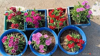 winter season care dianthus plant ll how to care winter season plant 👍🌵 [upl. by Aile994]