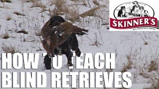 Gundog training tips  Teaching the blind retrieve [upl. by Aalst]