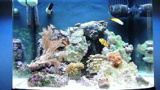 Biocube 14 Reef Update 9411 [upl. by Danais385]