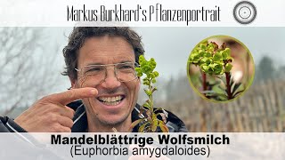 GEHEIMNISVOLLE Waldpflanze die wunderbare MANDELBLÄTTRIGE WOLFSMILCH Euphorbia amygdaloides [upl. by Eiggem]