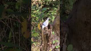 Nature Walk WhiteBreasted Nuthatch [upl. by Brucie232]