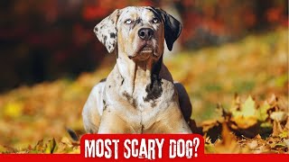 Catahoula Leopard Dog  In 2 Minutes Most Energetic versatile intelligent amp colorful dog [upl. by Fadden]