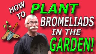 How To Plant Bromeliads in the Garden [upl. by Bertha]