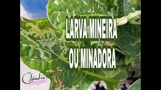 Como eliminar Praga de Larva Mineira super barato [upl. by Nireil416]