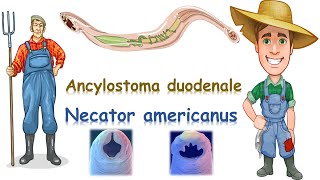 شرح Ancylostoma duodenale amp Necator americanus [upl. by Eiramyllek]