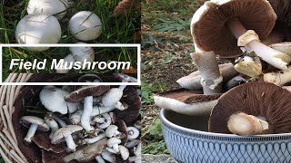 How to identify the Field Mushroom Agaricus campestris ENampVN sub [upl. by Anilatac]