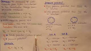 Water Potential  Solute And Pressure Potential In Urdu Hindi Class 11 [upl. by Enahsal685]