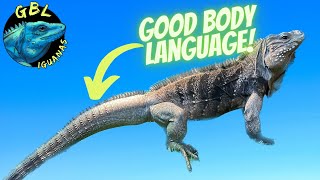 ALL ABOUT CYCLURA ROCK IGUANA BODY LANGUAGE [upl. by Rayburn]