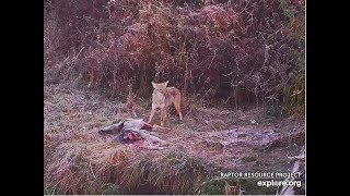 A coyote is devouring a deer carcassDecorah Eagles North Nest 2024 11 01 [upl. by Avruch670]