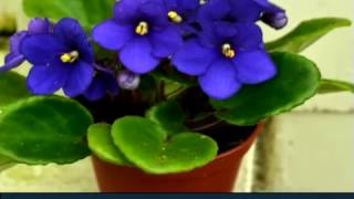 The cutest indoor blooming plants from the World [upl. by Adamski333]