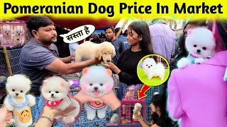 Pomeranian Dog Price In Market  Teacup dog price in India  Pomeranian puppies price  dog payment [upl. by Telfer]