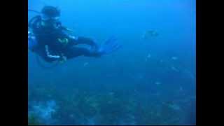 Giant Cuttlefish Attack SCUBA diver [upl. by Chasse]