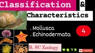 Classification amp Characteristics  4 l Mollusca l Echinodermata l BSc Zoology l kkeducationn [upl. by Cochran648]