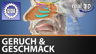 Trailer  Geruch amp Geschmack  Biologie  3D Software [upl. by Kaliope]