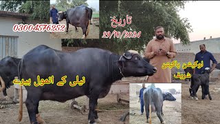 Neli Daryae Satlug ki khubsurat jhotia for sale Okara Animal TV 29102024 03004576252 لوکیشن پاکپتن [upl. by Ladew]