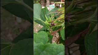 Clerodendrum chinense Lamiaceae familyHAZARI MOGRASAHASHRA MALLI [upl. by Caddric]