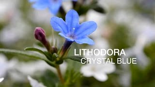 Lithodora Crystal Blue at WaysideGardenscom [upl. by Inez158]