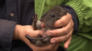 Gilberts Potoroo Microchipping [upl. by Franciskus]