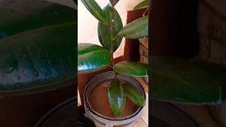 Rubber best indoor plant for living room plants youtubeshorts gardening shorts [upl. by Marcoux915]