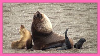 💚NACE un LOBITO MARINO  Península Valdés  PATAGONIA ARGENTINA  Otaria flavescens [upl. by Oirad]