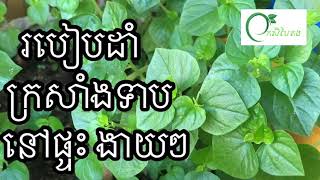 How to grow Peperomia pellucid at homeក្រសាំងទាបPeperomia pellucid [upl. by Mochun882]