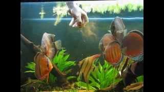 Wild Discus e Altum Orinoco [upl. by Kristin320]