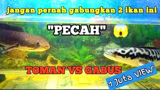 Ternyata ikan Toman dan ikan gabus bisa jadi sahabat dalam satu aquarium [upl. by Aiekam654]