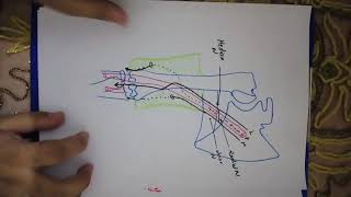 Brachial Artery anatomy [upl. by Ayama91]