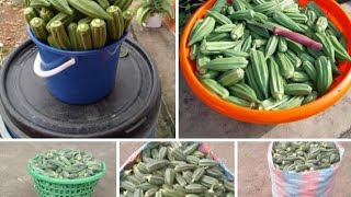 Profitable Okro Farming Business in Ghana 🇬🇭 [upl. by Demmy]