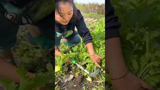 Green amp Fresh Vegetables Harvesting from Farm by Rural Farmer shorts youtubeshorts [upl. by Derrek691]