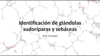 Identificación de Glándulas sudoríparas y sebáceas [upl. by Hploda]