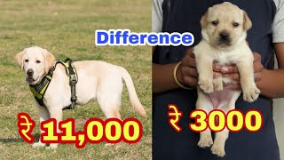 Labrador puppy price difference [upl. by Yenruoj755]