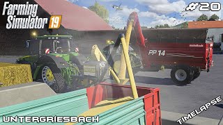 Selling SILAGE and MILLING CORN 🌽🚜  Animals on Untergriesbach  Farming Simulator 19  Episode 20 [upl. by Ylil]