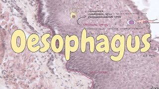 Oesophagus  digestive system histology [upl. by Yditsahc410]