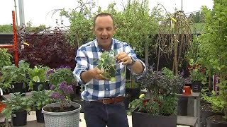 A beginners guide to growing vegetables in containers [upl. by Decca]