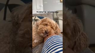 So cute sleeping dogpuppy cutedog pets [upl. by Adniralc715]