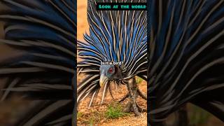 Meet the Vulturine Guineafowl Africas Avian Spectacle [upl. by Akinar]