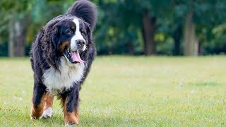 Bernese Mountain Dogs Morning Routine [upl. by Eronaele]