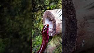 Millipedes are very scary🧟‍♂️ millipede arthropods shorts [upl. by Adniralc565]