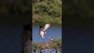 🦅 Osprey Family Update Handing Over Fish ospreys wildlife [upl. by Ennayehc616]