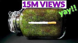 CIGARETTE IN SOIL  1 YEAR Time Lapse 8K [upl. by Ahsena]